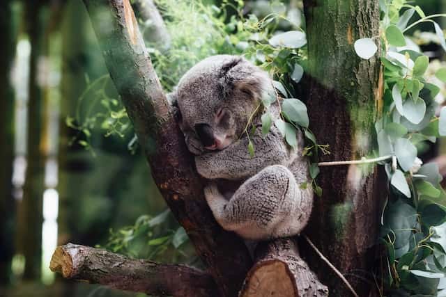 Koala Bear Sleeping in a Gum Tree